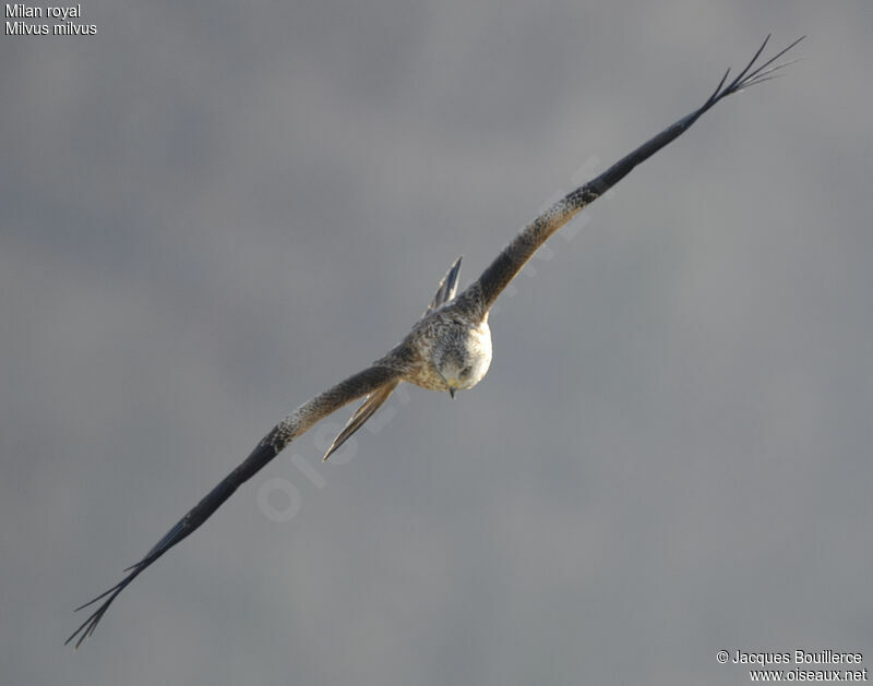 Red Kite