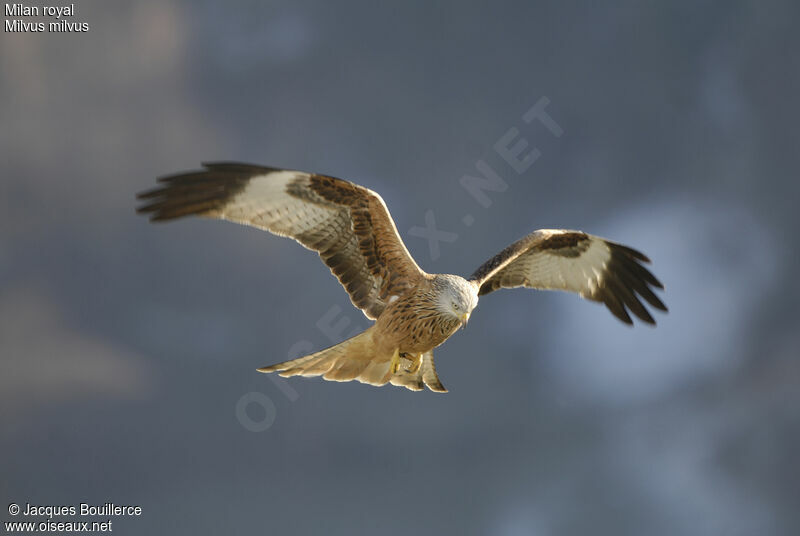 Red Kite