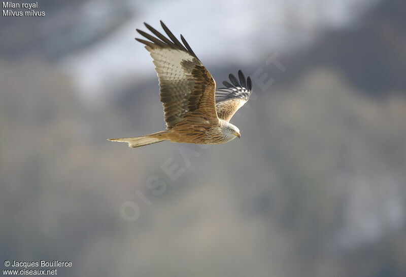 Red Kite