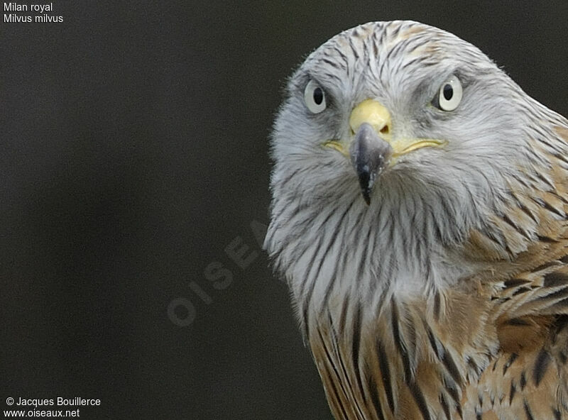 Red Kite