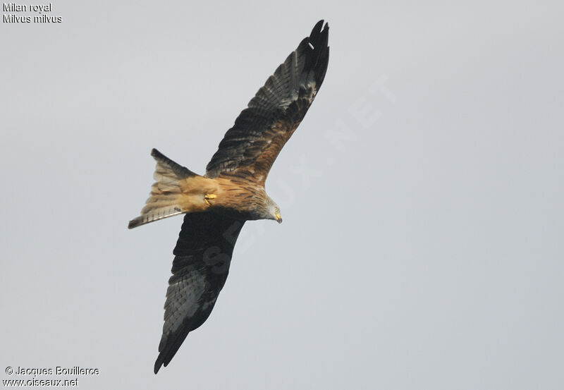 Red Kite