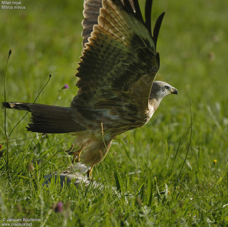 Red Kite