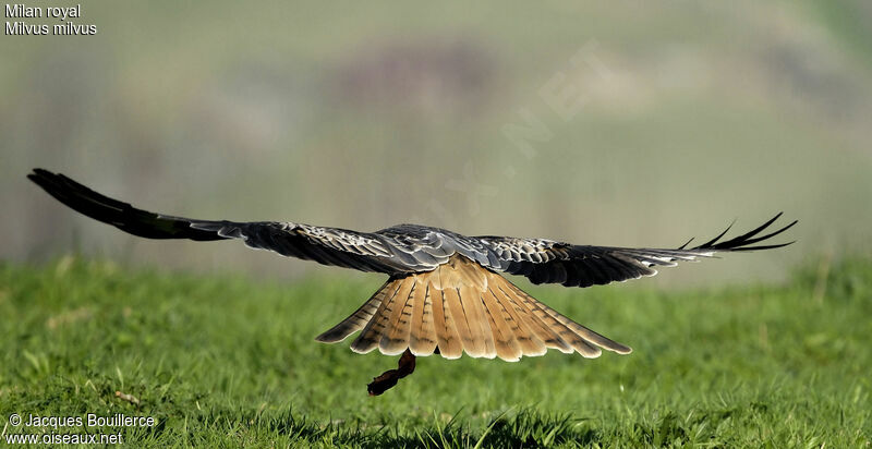 Red Kite