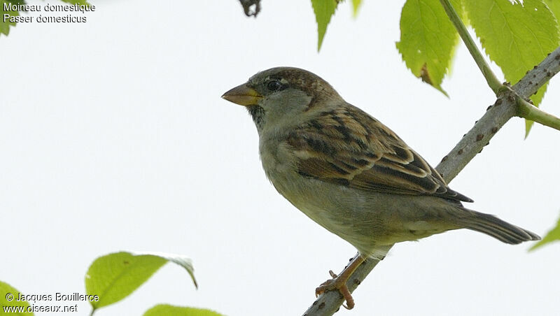 House Sparrow