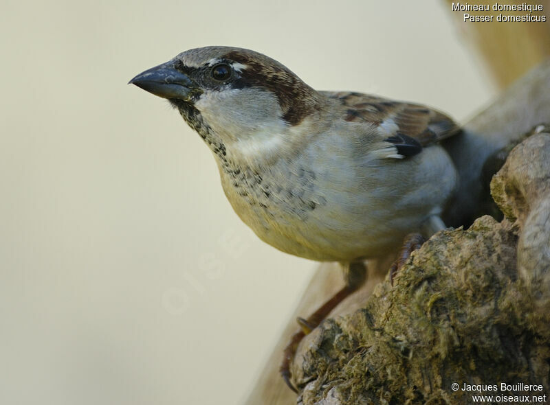 House Sparrow