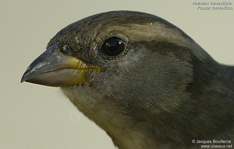 Moineau domestique femelle