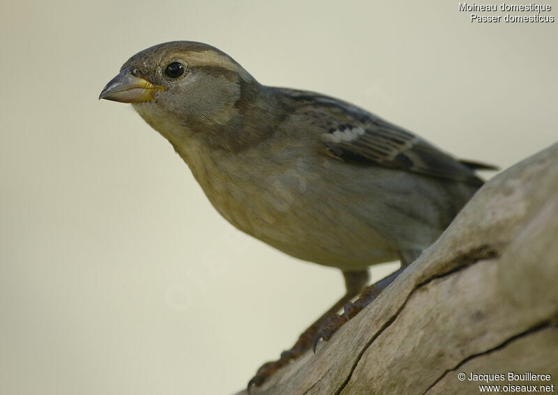 House Sparrow female