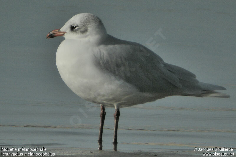 Mouette mélanocéphale