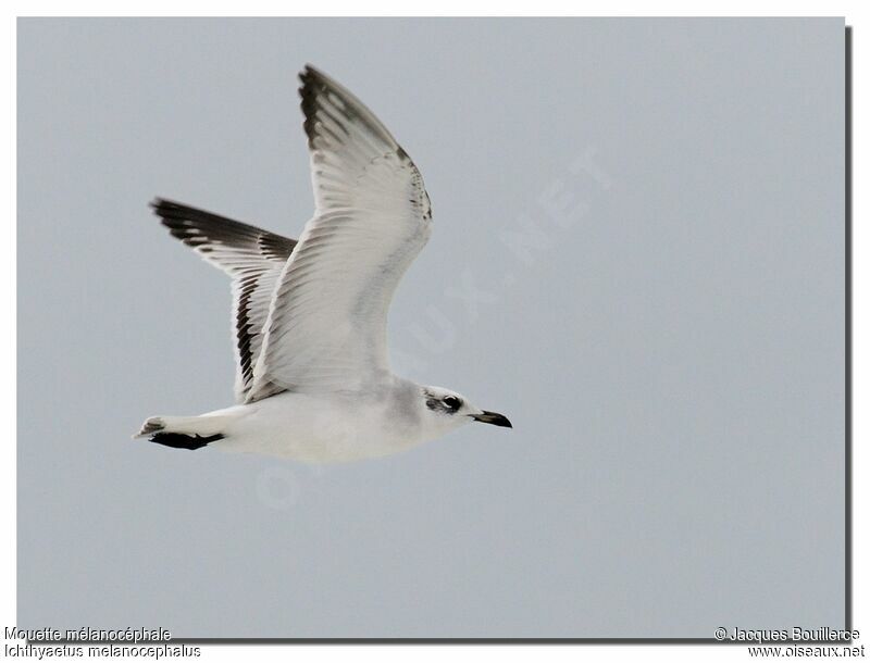 Mouette mélanocéphale1ère année