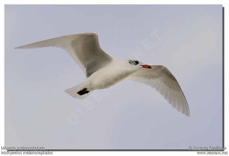 Mouette mélanocéphaleadulte