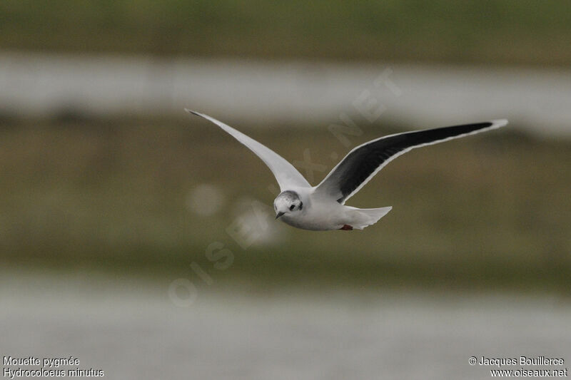 Mouette pygméeadulte, identification