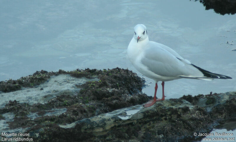 Mouette rieuse