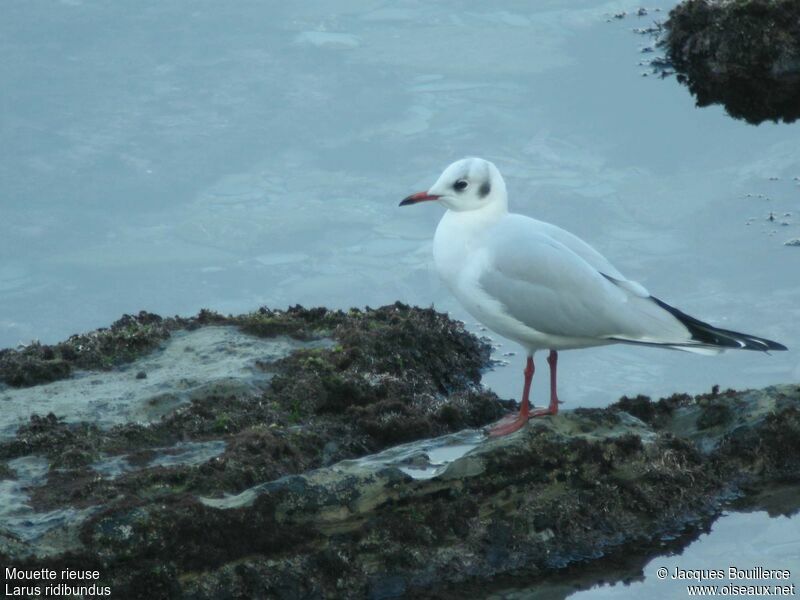 Mouette rieuse