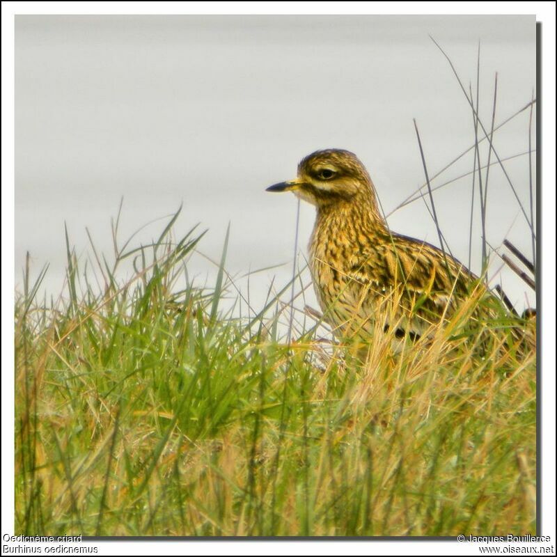 Eurasian Stone-curlew