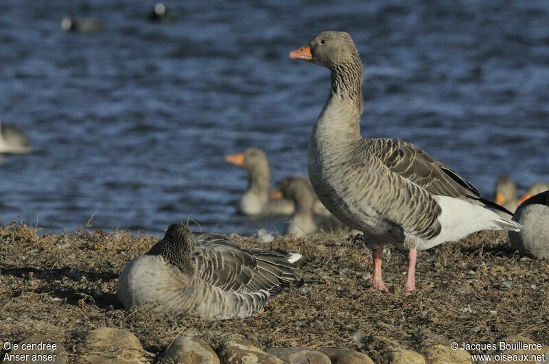 Greylag Goose