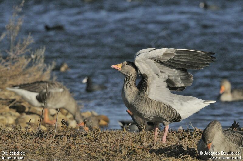 Greylag Goose