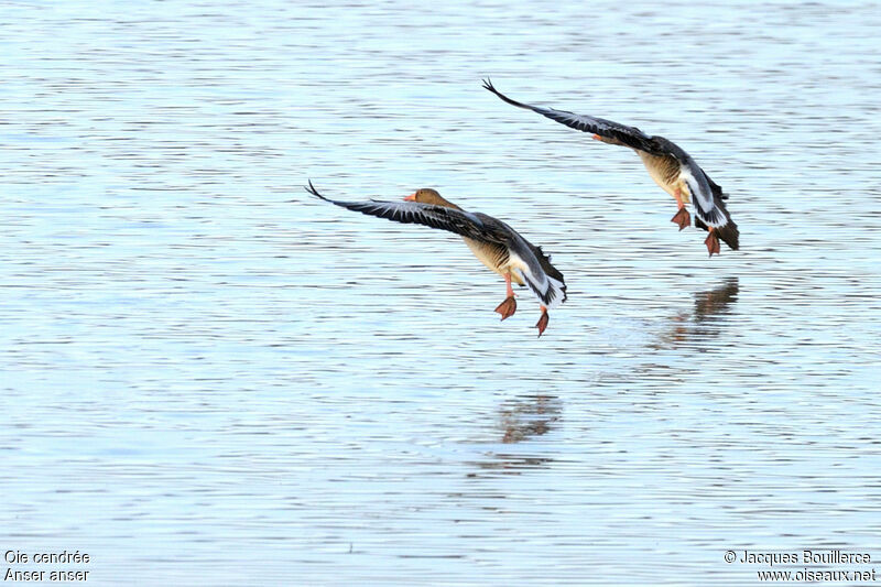 Greylag Goose