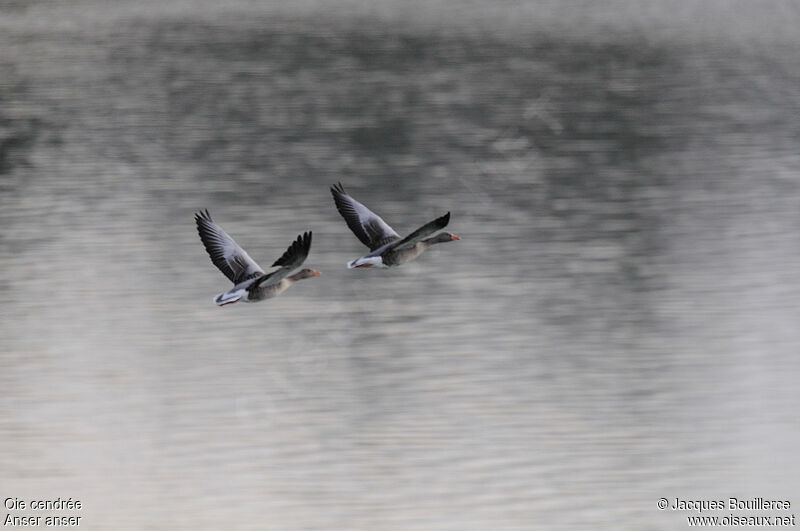 Greylag Goose