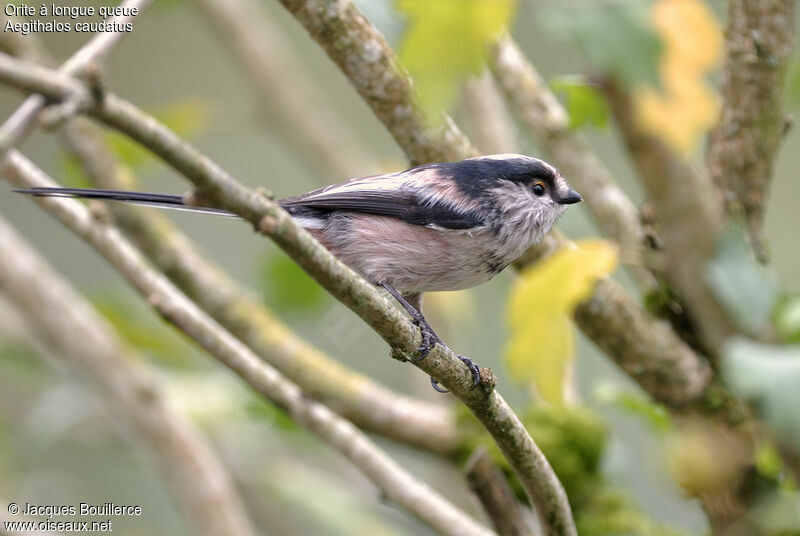 Long-tailed Tit