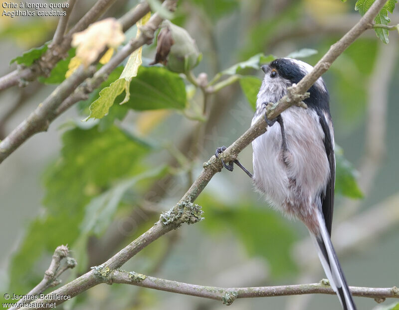 Long-tailed Tit