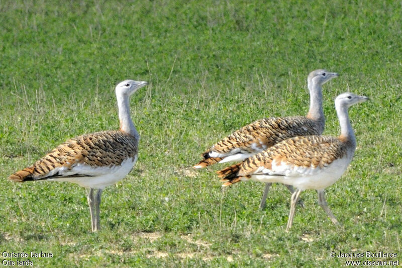 Great Bustard