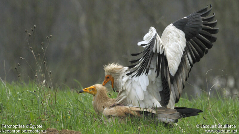 Egyptian Vulture adult