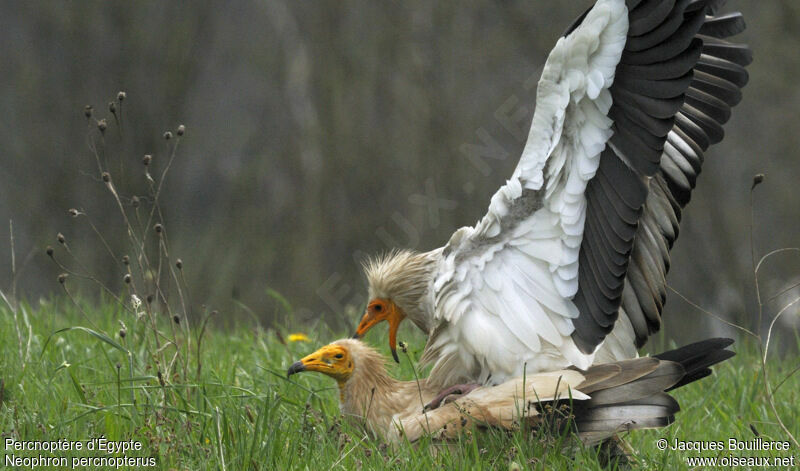 Egyptian Vulture adult