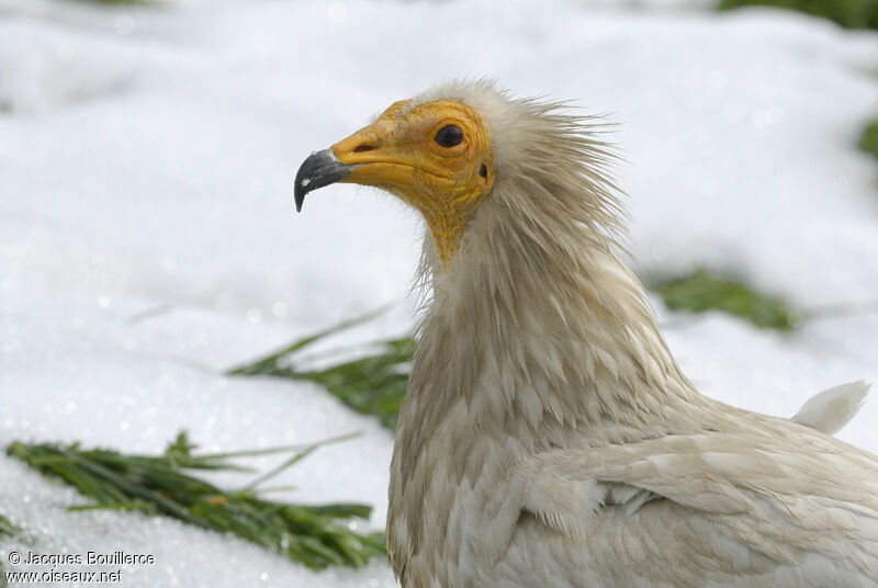 Egyptian Vulture