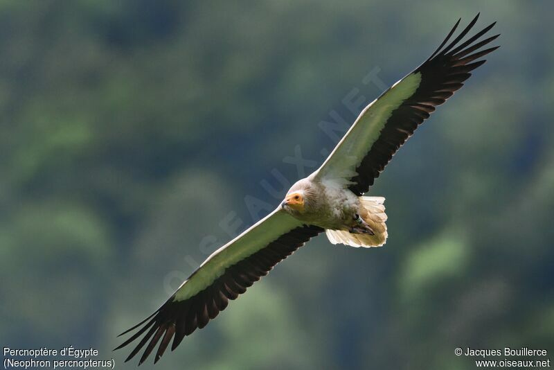 Egyptian Vulture