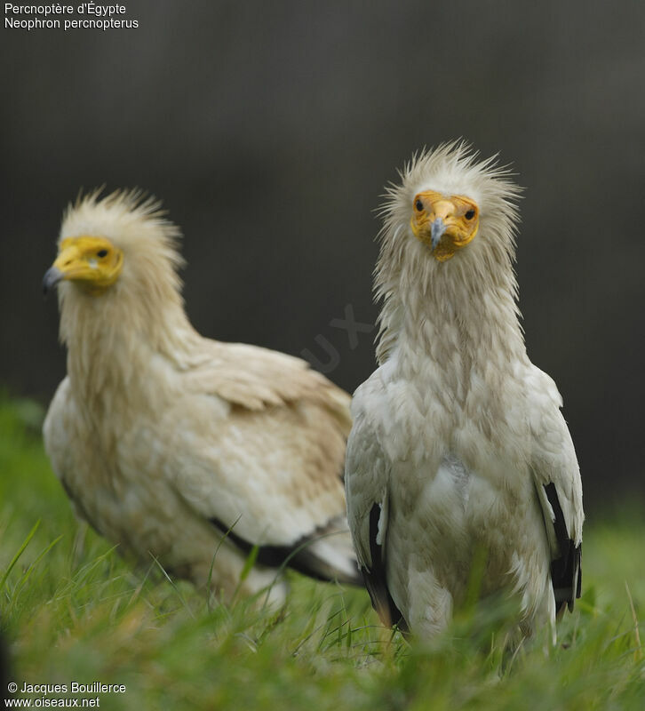 Egyptian Vulture adult