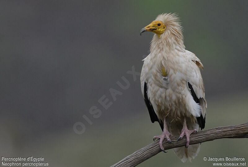 Egyptian Vulture