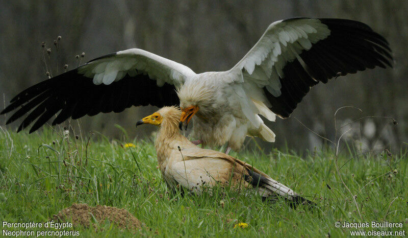 Egyptian Vulture adult