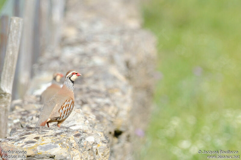 Red-legged Partridgeadult