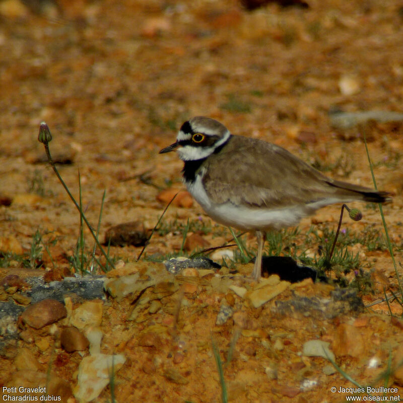 Little Ringed Ploveradult