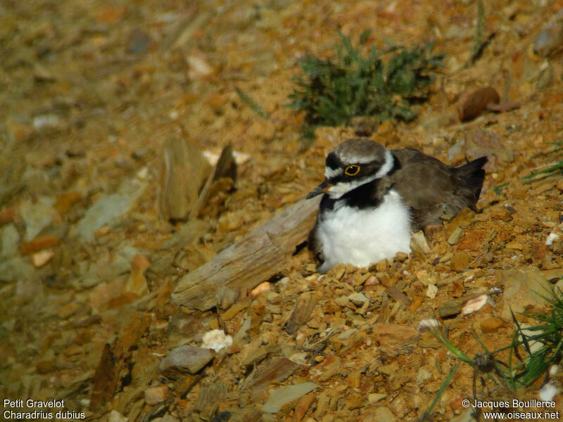 Little Ringed Ploveradult, Reproduction-nesting