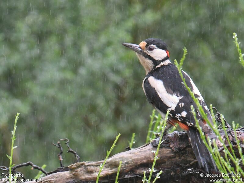 Great Spotted Woodpecker