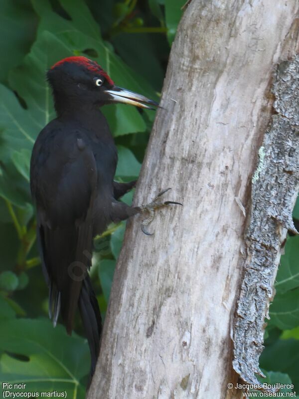 Black Woodpecker