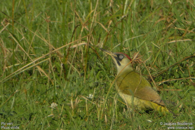 European Green Woodpecker female adult