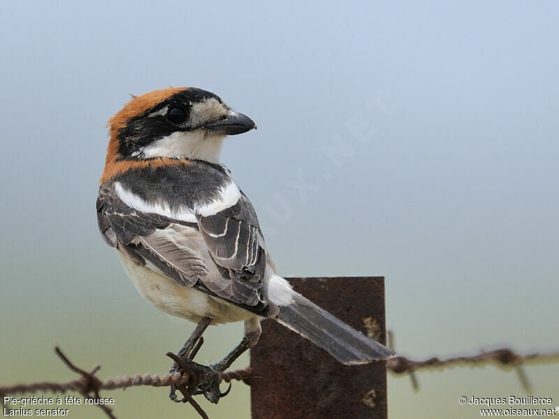 Woodchat Shrike female adult