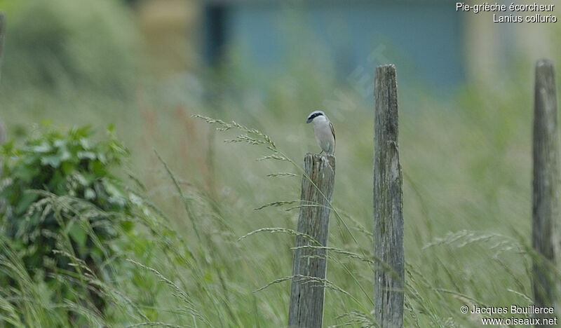 Red-backed Shrike