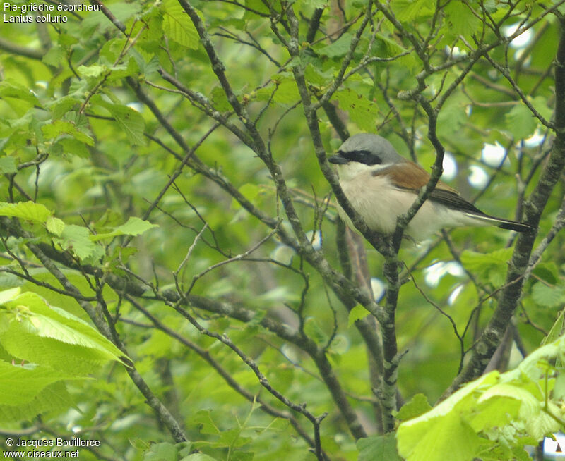 Red-backed Shrike