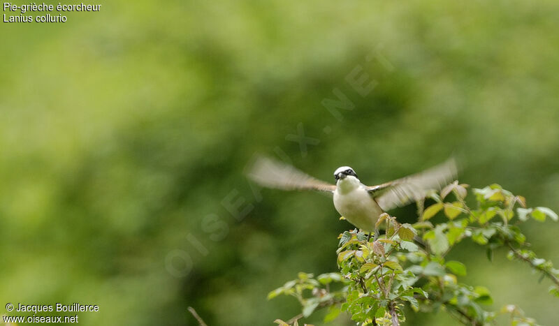 Red-backed Shrike