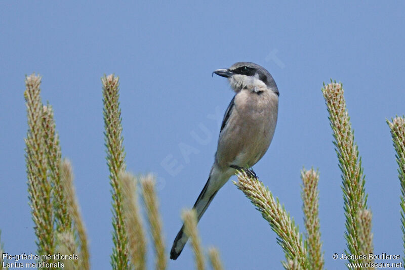 Iberian Grey Shrikeadult