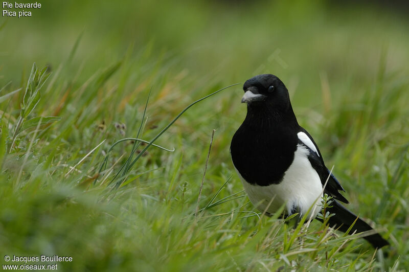 Eurasian Magpie