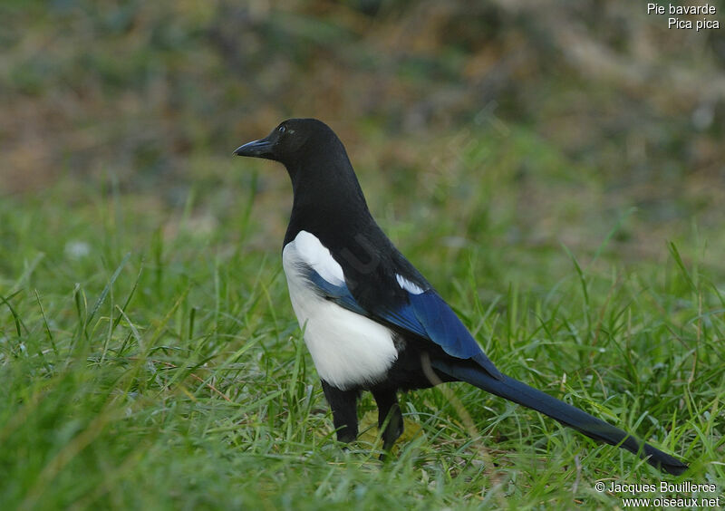 Eurasian Magpie