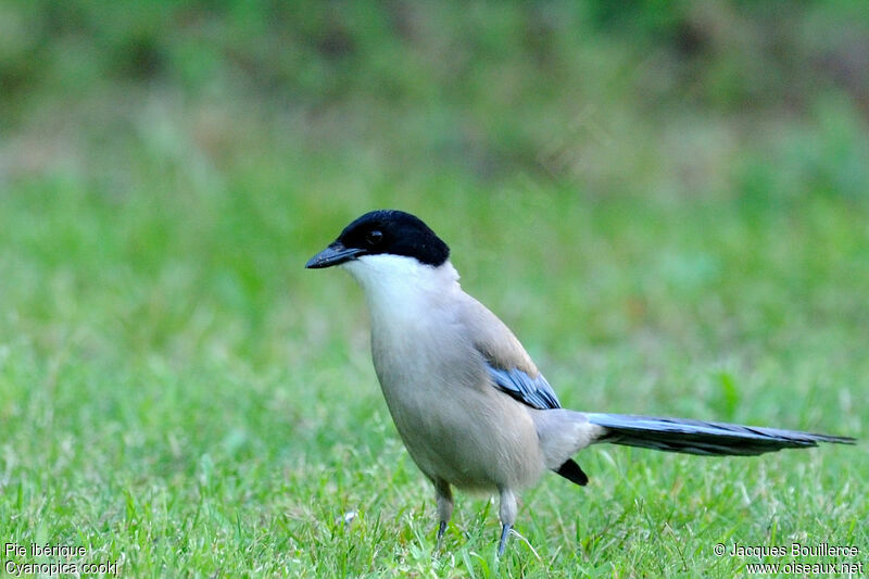 Iberian Magpie