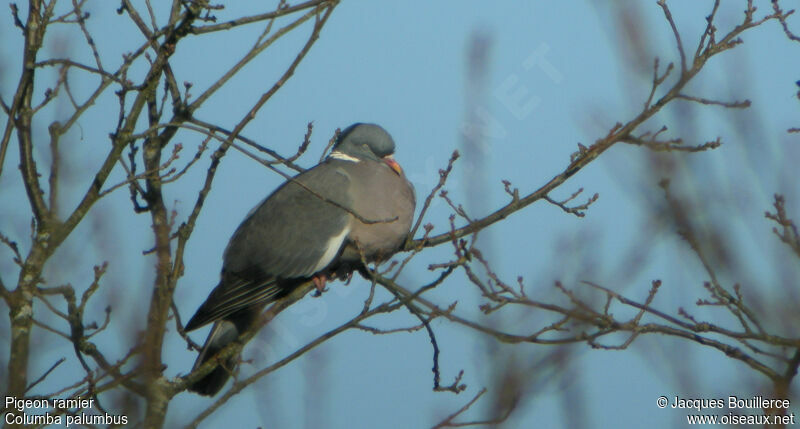 Common Wood Pigeon