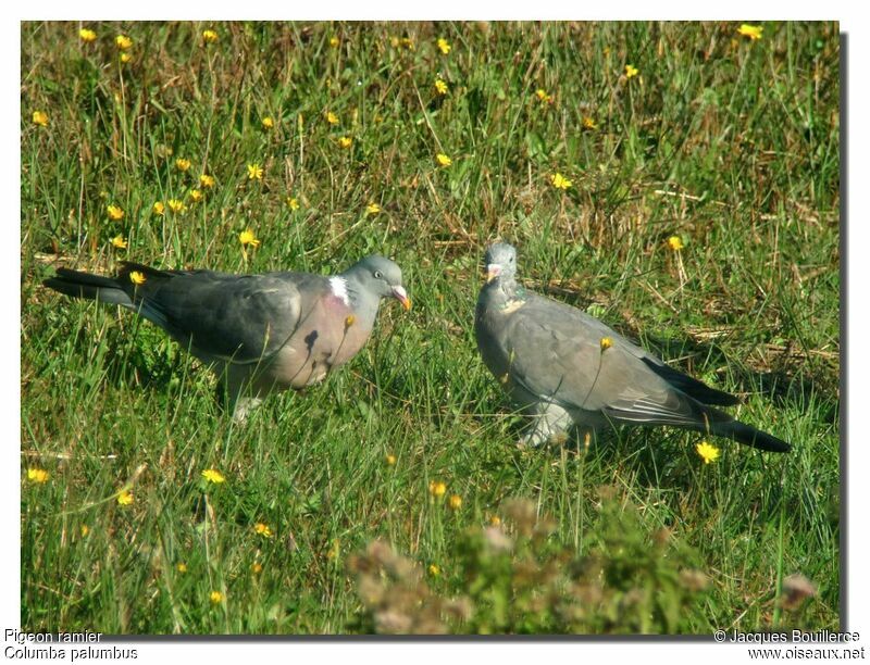 Pigeon ramieradulte