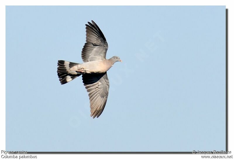 Common Wood Pigeon