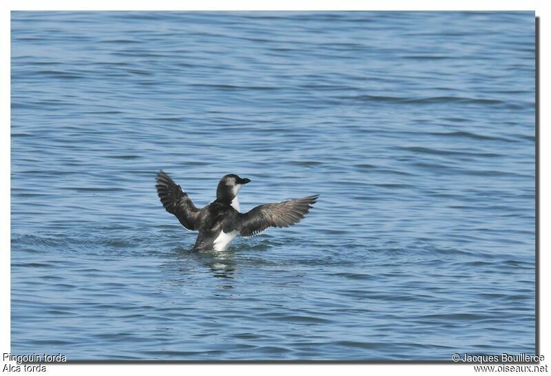 Pingouin torda1ère année